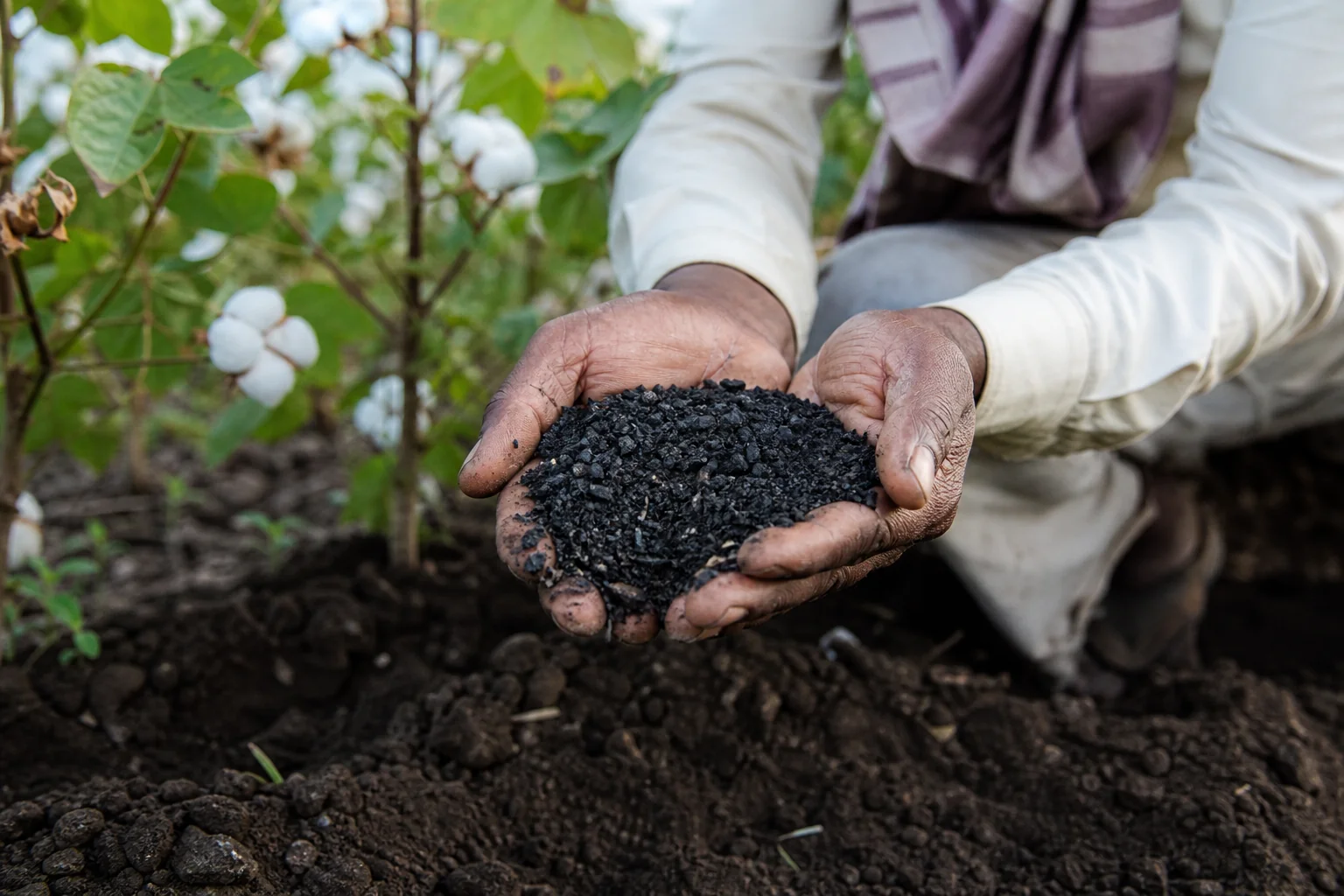 Close-up of farmer holding biochar with cotton field and cooperative members in background, representing traceable farmer-first credits. Photorealistic close-up photo of an Indian farmer's hands holding dark granular biochar over rich soil