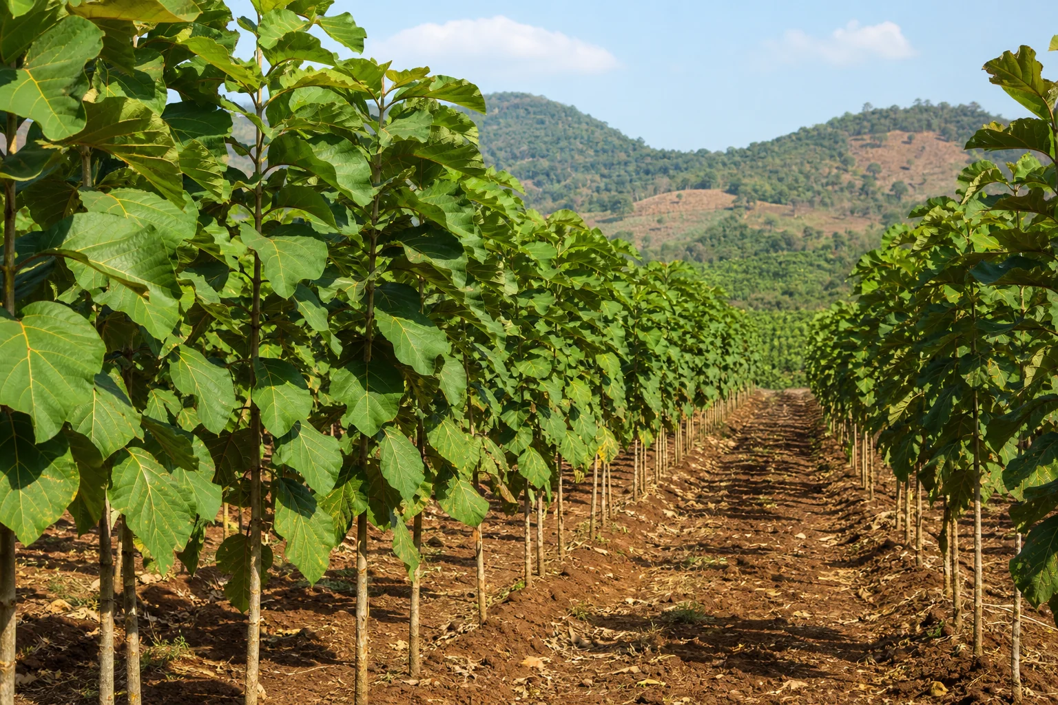 A managed teak plantation with rows of young teak trees, showing sustainable forestry in progress. Photorealistic photograph of a well-maintained teak tree plantation with neat rows of young Tectona grandis trees under bright daylight, rich